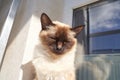 Content siamese cat basking in sunlight by window on peaceful day Royalty Free Stock Photo