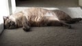Content Sunny Resting Cat