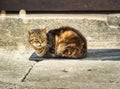 Content tabby domestic cat, Felis catus, dozing sleepily on a mat in front of a wall in the midday sun