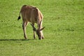 Content young eland animal grazing on the grass of the natural parkof Cabarceno, Spain Royalty Free Stock Photo