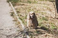 American cocker spaniel for walk in autumn park Royalty Free Stock Photo