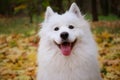 A contented American Samoyed Spitz sits in an autumn park against a background of blurred yellowed foliage and smiles. A