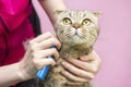 Contented cat in a beauty salon. cat express molt procedure.