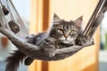 Contented cat enjoys a moment of relaxation while sitting in a hammock. Ideal for portraying feline Royalty Free Stock Photo