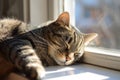Contented Cat Naps Lazily, Basking In Sunlit Windowsill Pure Feline Bliss