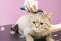 Contented cat in the pet salon. Grooming cats in a pet beauty salon.