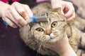 Contented cat in the pet salon. Grooming cats in a pet beauty salon.