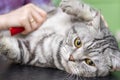 Contented cat in the pet salon. Grooming cats in a pet beauty salon.