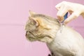 Contented cat in the pet salon. Grooming cats in a pet beauty salon.