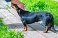 The contented, cute muzzle of a small dachshund dog, which is stroked by a man on the fur on his head