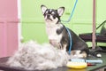 Contented dog in a beauty salon. Grooming dogs in a pet beauty salon. dog express molt procedure. Combing out excess hair.