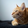 Contented feline orange cat lying down, focused on copy space