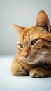 Contented feline orange cat lying down, focused on copy space