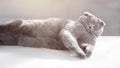 A contented funny British cat lies on a white table on a gray background with his tongue hanging out. Cat for advertising feed. Royalty Free Stock Photo