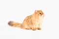 A contented ginger cat sits sideways on a white background Royalty Free Stock Photo