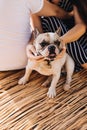 Contented with life French bulldog on vacation in summer with his people Royalty Free Stock Photo