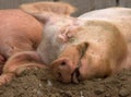 Contented Pig Royalty Free Stock Photo