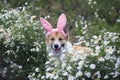 Contented puppy dog red Corgi in festive Easter pink rabbit ears sits on meadow surrounded by white chamomile flowers on a Sunny Royalty Free Stock Photo