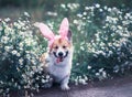 Contented puppy dog red Corgi in festive Easter pink rabbit ears sits on meadow surrounded by white chamomile flowers on a Sunny Royalty Free Stock Photo