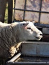 Contented Sheep Drinking Water @Crookham, Northumberland, England