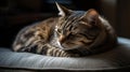 A sleepy tabby cat curled up on a cushion created with Generative AI