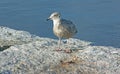 Contented Young Gull