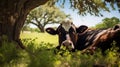 contentment landscape cow farm Royalty Free Stock Photo