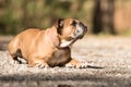 Continental Bulldog dog is lying in the forest in front of blurred background Royalty Free Stock Photo