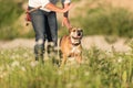 Continental Bulldog and his handler. Joint training in a meadow. Signals and hand signals Royalty Free Stock Photo