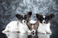 Continental Toy Spaniel dog puppies on gray background Royalty Free Stock Photo