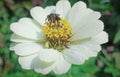 continue to hunt to explore honey from one flower to another in a symbiotic system of mutualism.