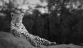 Black & White of A male leopard enjoying a vantage point at dusk