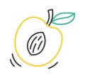 Continuous apricot line art Colored lines of fruit design element