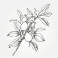 Continuous Hand-Drawn Lemon Branch with Leaves Silhouette for Invitations and Posters.