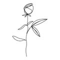 Continuous line art contour rose, flower, vector