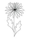 Continuous line chrysanthemum floral drawing, Asteraceae family November birthflower