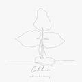 Continuous line drawing. caladium. simple vector illustration. caladium concept hand drawing sketch line
