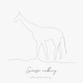 Continuous line drawing. giraffe walking. simple vector illustration. giraffe walking concept hand drawing sketch line