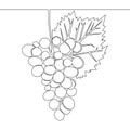 Continuous line drawing healthy organic grapes Fresh tropical fruitage icon vector illustration concept