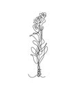 Continuous line drawing of rose flowers, hand drawn vector one line continuous drawing of flowers Royalty Free Stock Photo