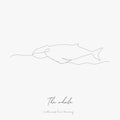 Continuous line drawing. the whale. simple vector illustration. the whale concept hand drawing sketch line