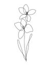 Continuous line gladioulus floral drawing, Iridaceae family August birthflower, vector