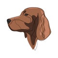 Continuous line Irish Setter. Single line minimal style Setter dog vector illustration. Portrait Royalty Free Stock Photo