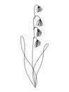 Continuous line lily of the valley flower 3 Convallaria Majalis Asparagaceae