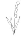 Continuous line lily of the valley flower vector Convallaria Majalis Asparagaceae