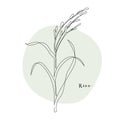 Continuous line rice, grain crop. Vector line art. Perfect for logo, packaging design, icon