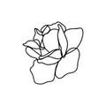 Continuous line rose flower. Floral contour drawing. One line outline illustration isolated on white. Modern Minimalist Royalty Free Stock Photo