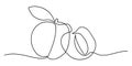 Continuous one line drawing apricot fruit. Farmer market Logo concept. Abstract hand drawn fruit by one line. Minimalist