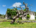 Contorted old noni tree outside remain of small concrete building