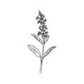 Contour branch of sage or Botanica sage vector lilac. Can be used for cards, invitations, banners, posters